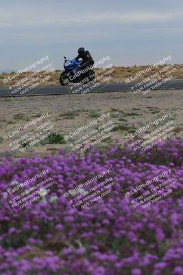 media/Jan-14-2023-SoCal Trackdays (Sat) [[497694156f]]/Turn 14 Exit Bloomig (145pm)/